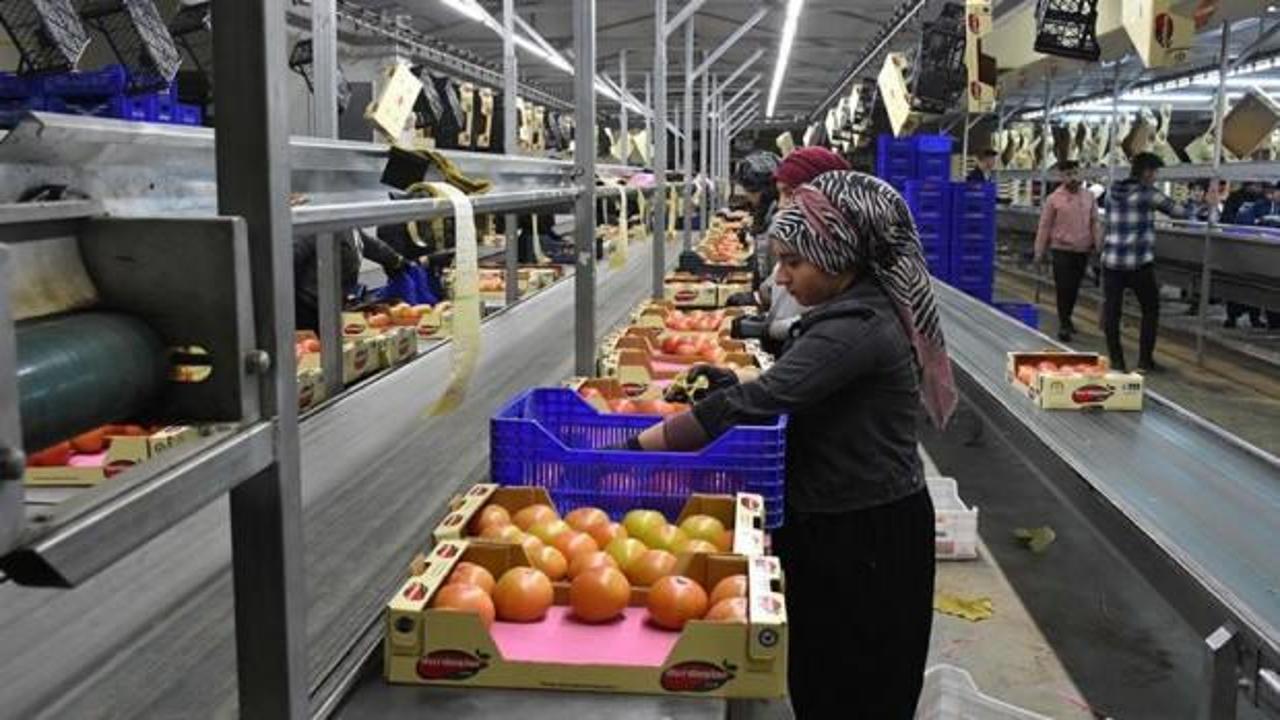 Selden etkilenen Kumluca'da domates ihracatı hız kesmeden sürüyor