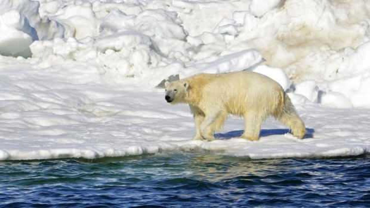 ABD'de kutup ayısı bir kadın ve bir çocuğu öldürdü