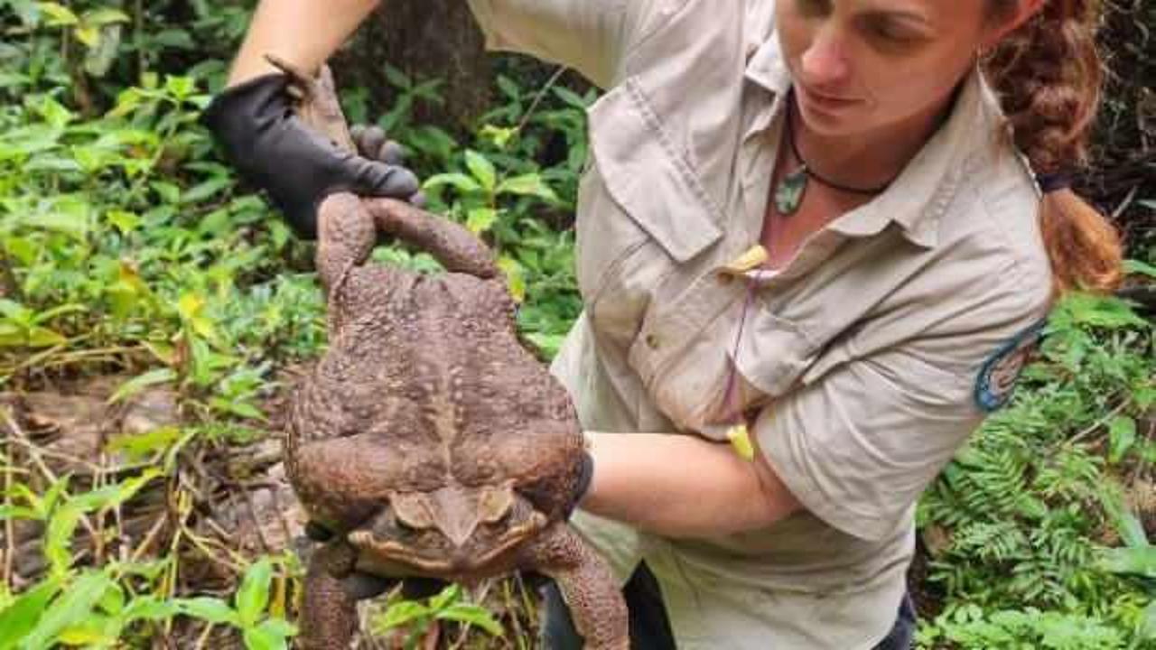 Avustralya'da dev kurbağa bulundu: Dünyanın en büyüğü olabilir