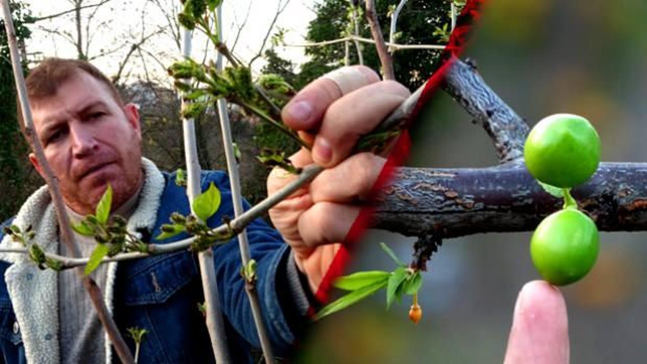 Bah&ccedil;eye giren ziraat m&uuml;hendisi şaştı kaldı! Kışın ortasında meyve verdi