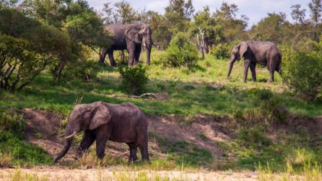 Bölgede artan fil nüfusu, yerel ekosistemi tehdit ediyor