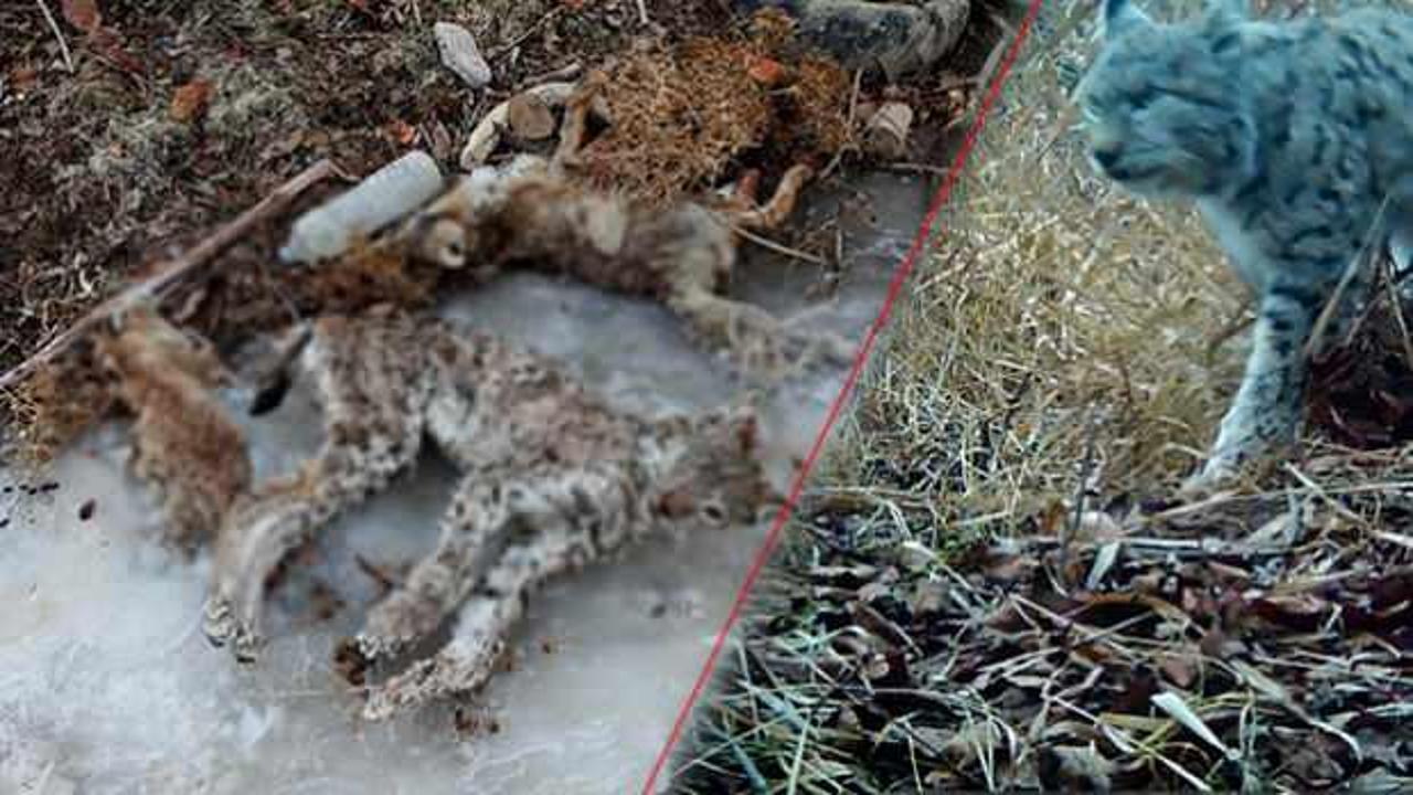 Nesli tehlike altında olan vaşak, sulama kanalında 2 tilkiyle bu halde bulundu!