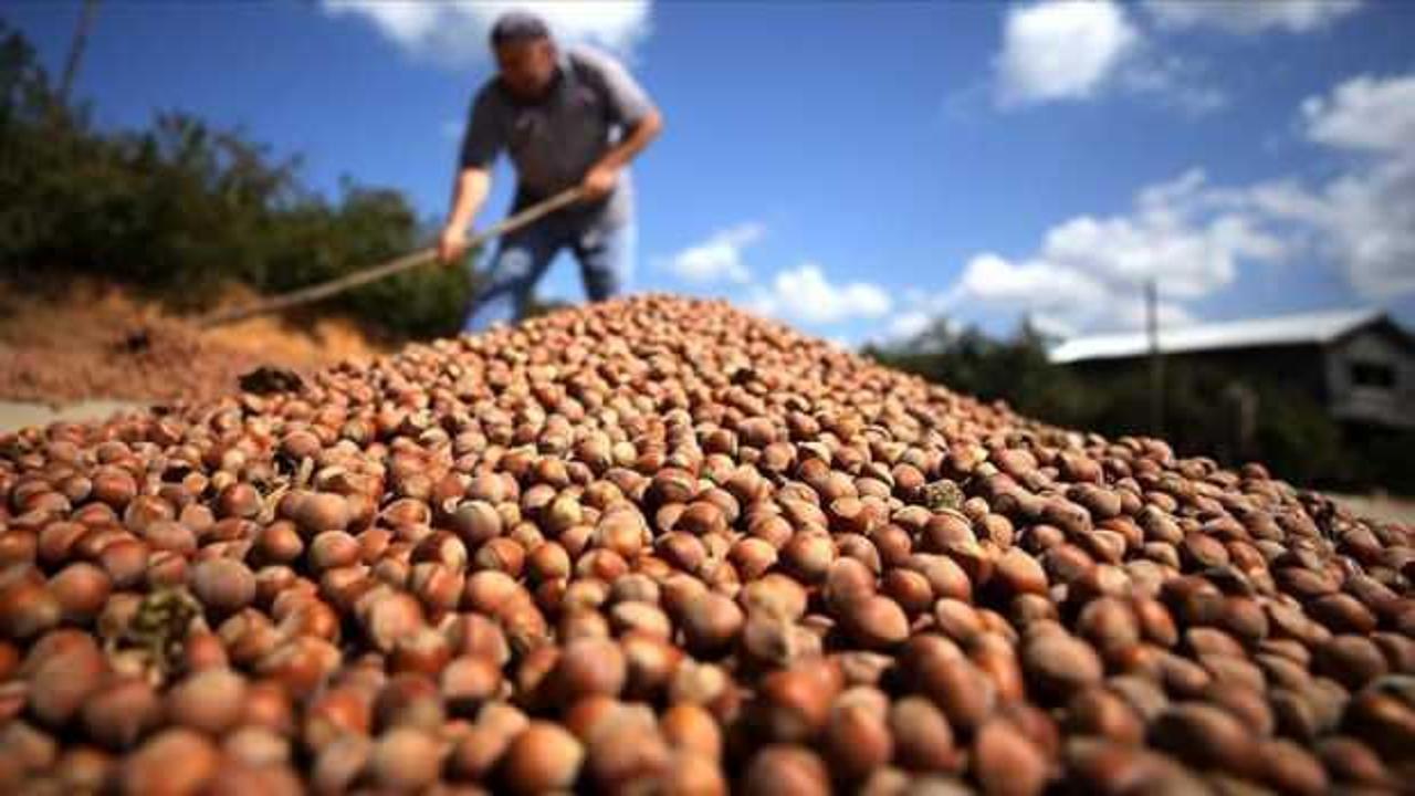 T&uuml;rk fındığı yeni pazar bulmak i&ccedil;in 15 &uuml;lkede tanıtılacak