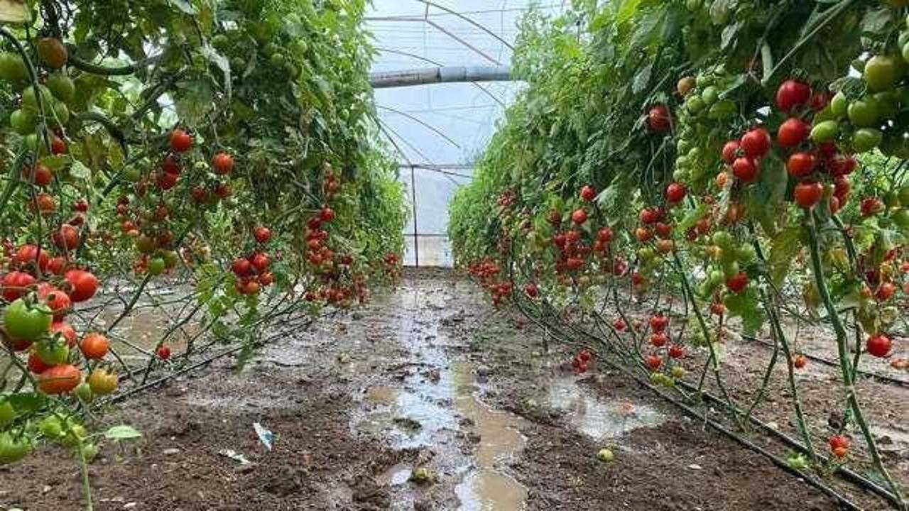 Türkiye'den 54 ülkeye domates ihracı