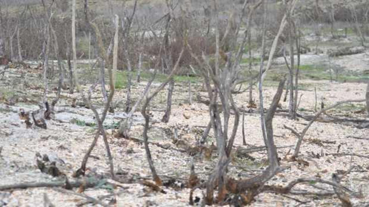 50 yıldır b&ouml;ylesi g&ouml;r&uuml;lmedi! Dipteki ağa&ccedil;lar ortaya &ccedil;ıktı