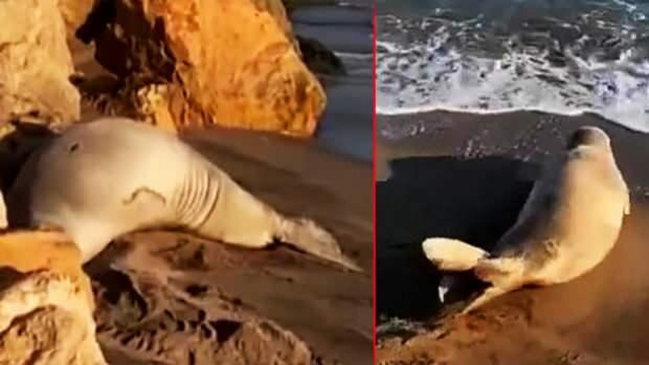 Adana kıyılarında d&uuml;nya &uuml;zerinde sadece 750 tane olan Akdeniz foku g&ouml;r&uuml;ld&uuml;!