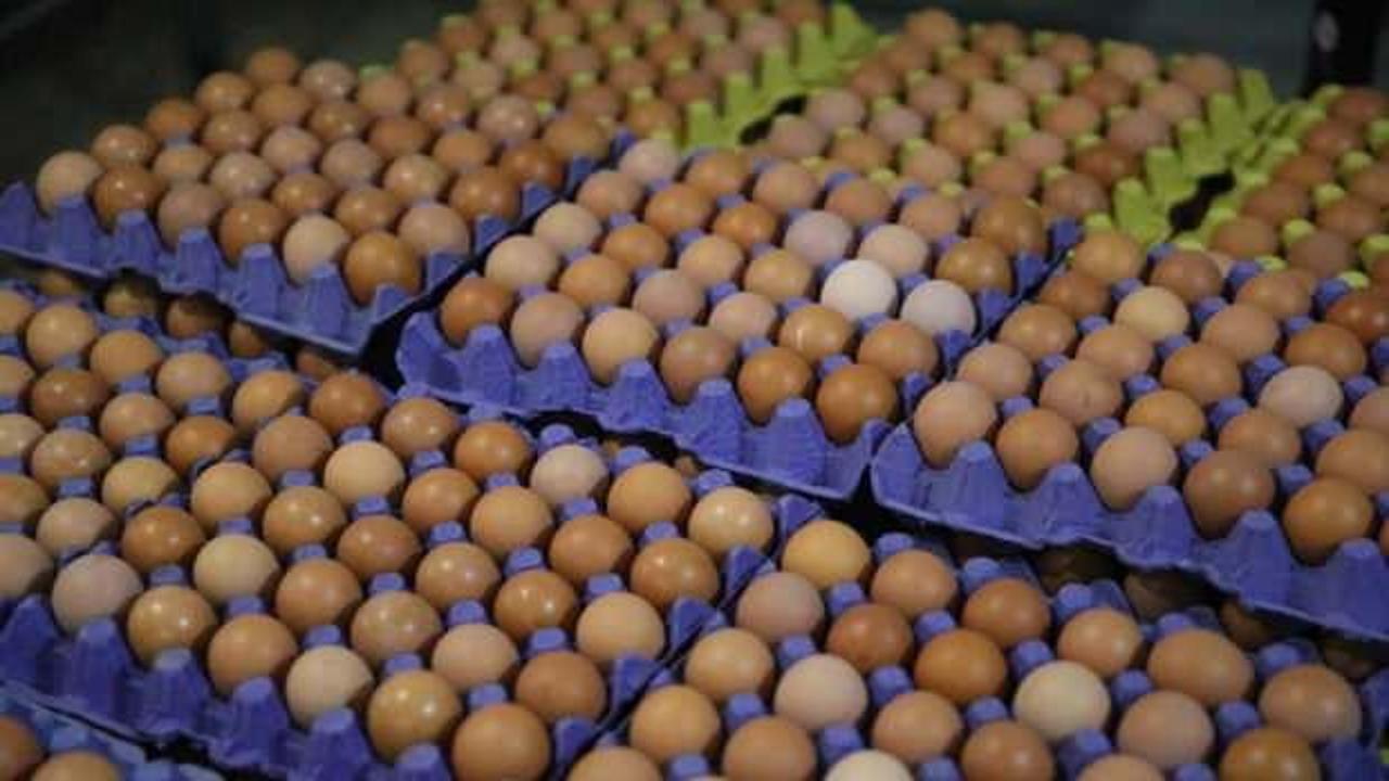 Organik yumurtalar Birleşik Arap Emirlikleri'ne gönderilecek
