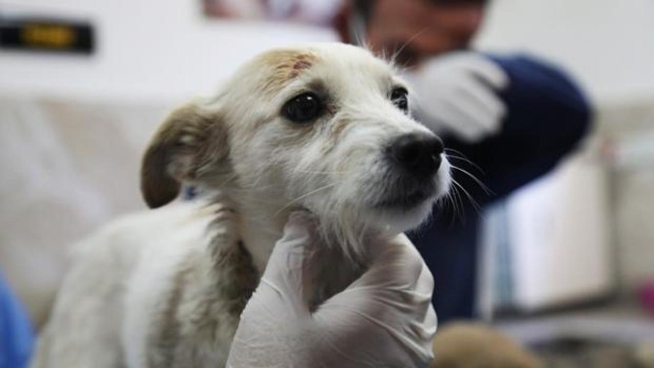 Enkazda sahiplerini kaybeden 'Afet' isimli k&ouml;peğe Gaziantep B&uuml;y&uuml;kşehir sahip &ccedil;ıktı!