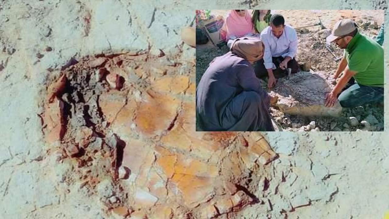 Mısırda heyecanlandıran gelişme; 70 milyon yıllık kaplumbağa fosili bulundu