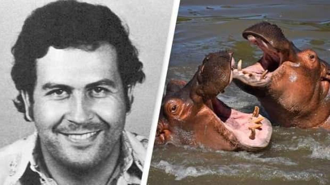 Escobar'ın su aygırlarının gönderileceği ülkeler açıklandı