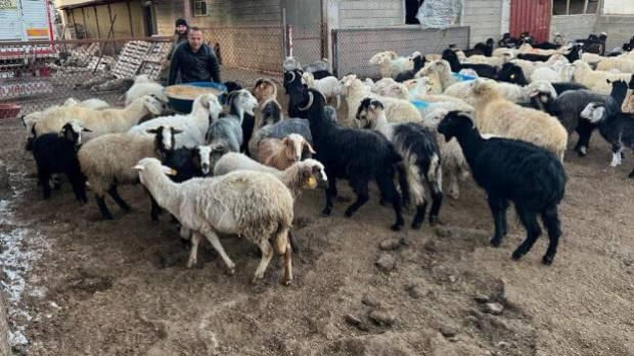 ESK, deprem bölgesinden özel fiyatla üç bin hayvan aldı