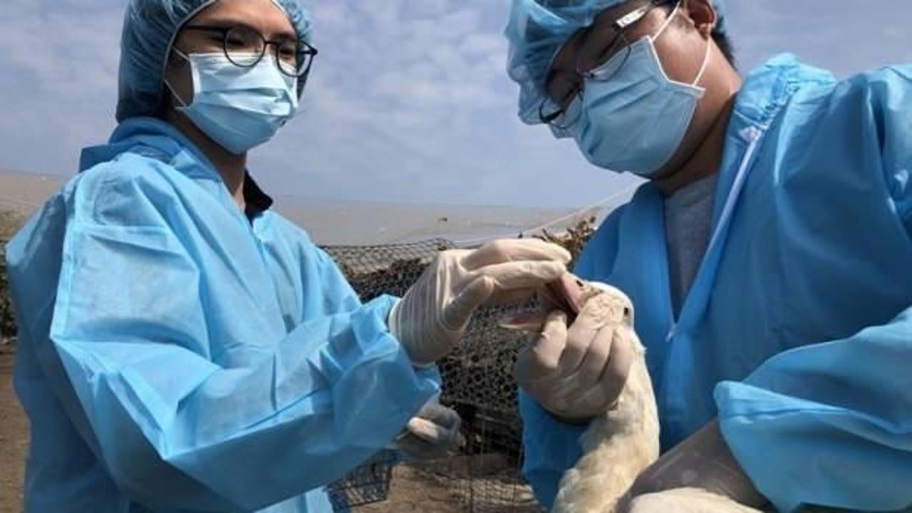 Tayvan'da kuş gribi alarmı: 36 bin 766 tavuk itlaf edildi