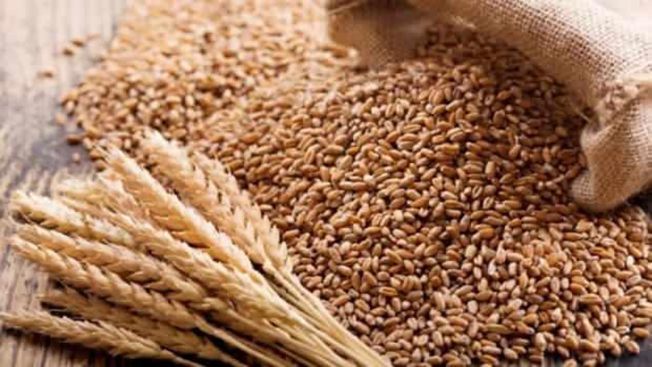 TMO, 300 bin ton buğday aldı