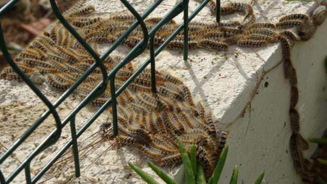 Mahalle sakinleri korku i&ccedil;inde! S&uuml;r&uuml;ler halinde binalara giriyorlar