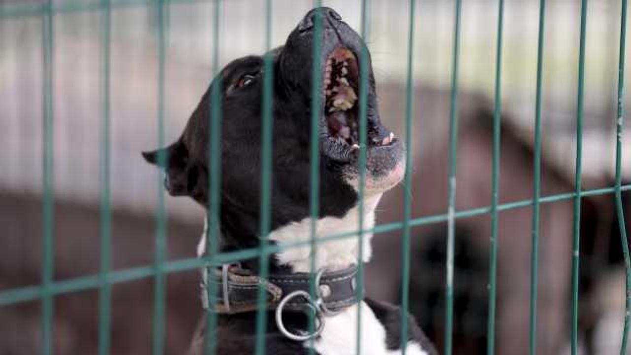 &Ccedil;orum'da sahipsiz k&ouml;pek dehşeti: 2 kişi yaralandı!