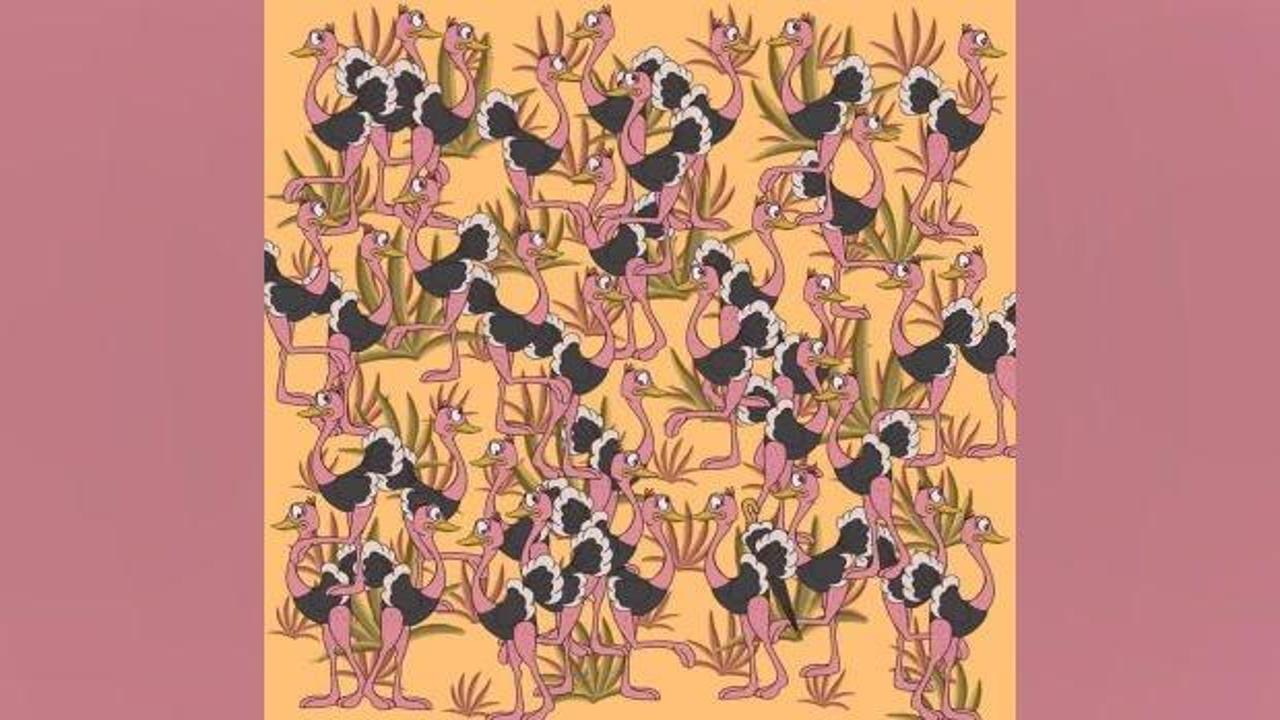Yüksek zekalıların çözebildiği zeka testi: 8 saniyede deve kuşlarının arasındaki şemsiyeyi bul!