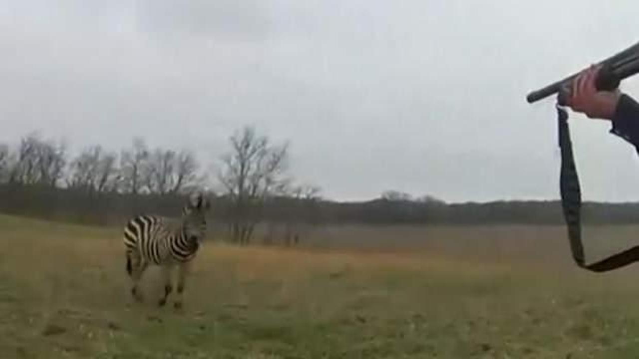 ABD'de sahibini ısıran zebra vurularak öldürüldü