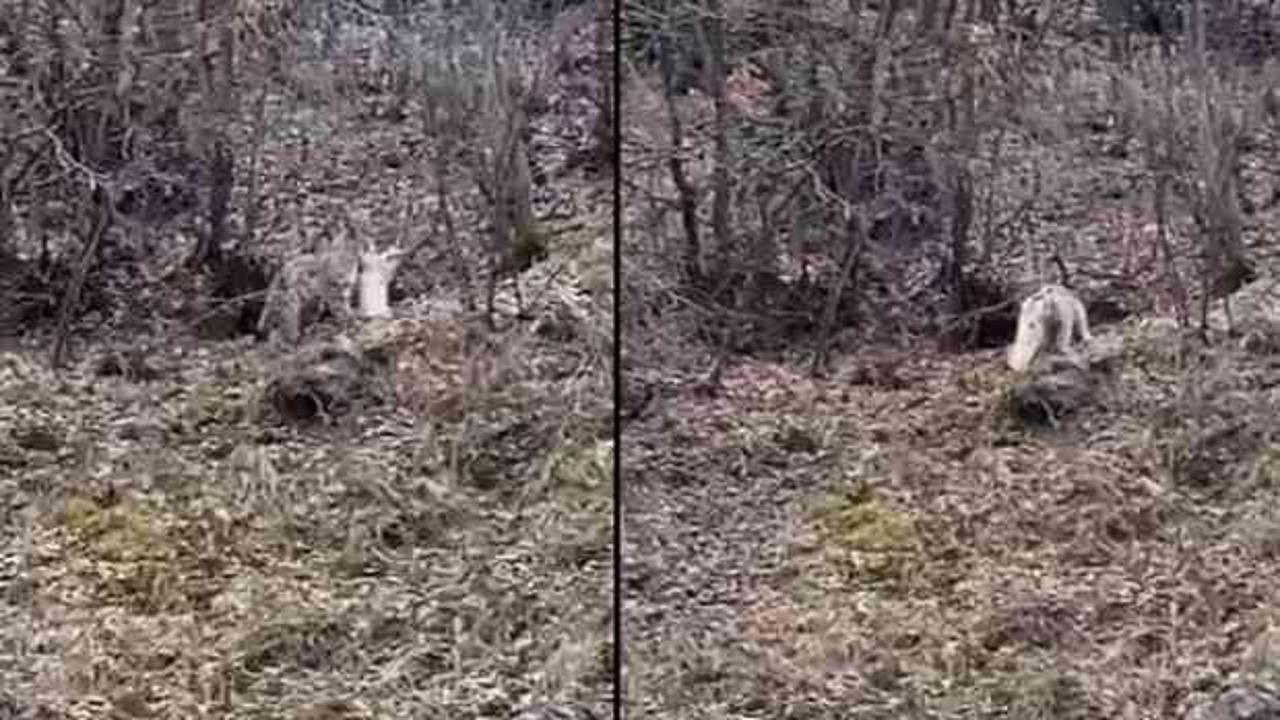 Koruma altındaki vaşak, avladığı evcil kediyi b&ouml;yle g&ouml;t&uuml;rd&uuml;