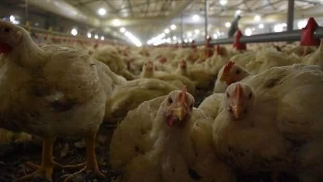Tavuk eti &uuml;retiminde y&uuml;zde 3,8 artış