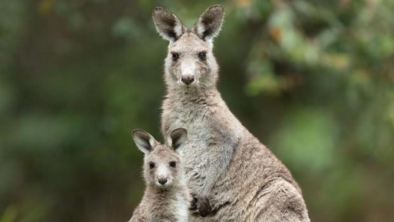 5 milyon kanguru için 'vur izni'