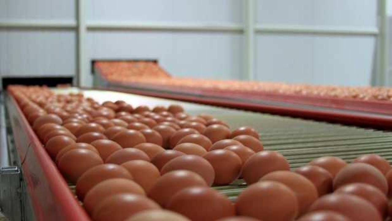 Yumurta üreticilerinden 'yüksek fiyat' açıklaması