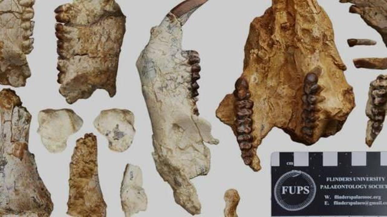Avustralya'da 25 milyon yıl önce yaşamış yeni bir tür keşfedildi