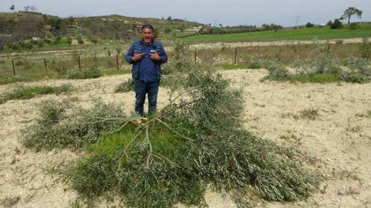 Antalya'da akılalmaz olay! 95 zeytin ağacını katlettiler