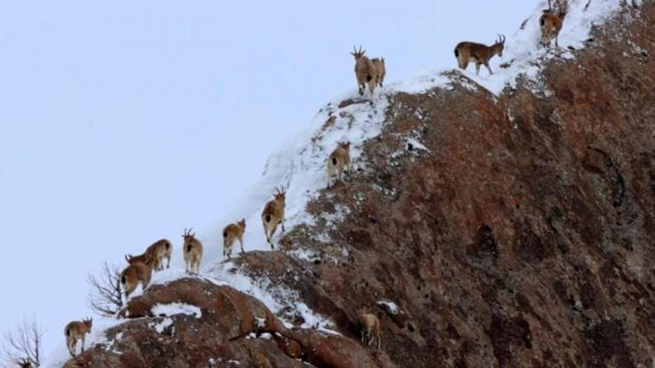 Bir tanesini bile g&ouml;rmek zorken Sivas'ta s&uuml;r&uuml; halinde g&ouml;r&uuml;nt&uuml;lendiler