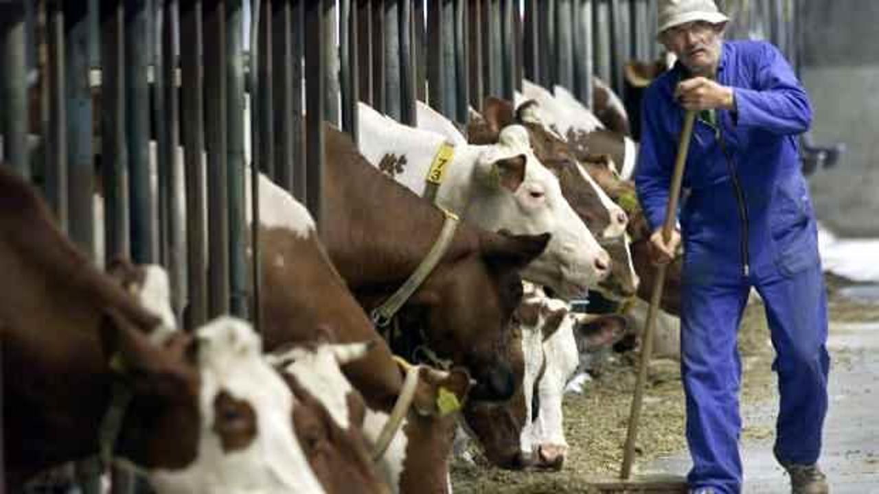 ABD'deki bir mandırada çıkan yangında 18 bin inek öldü