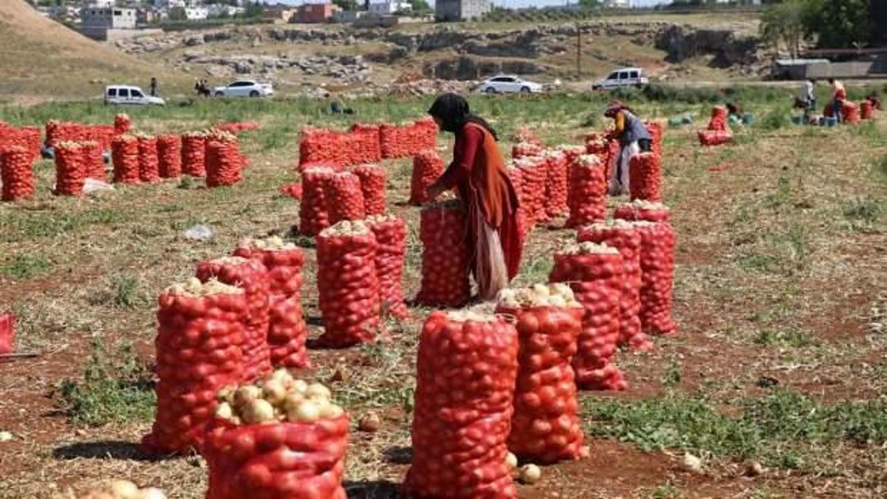 Adana ve Hatay'da turfanda soğan hasadı başladı