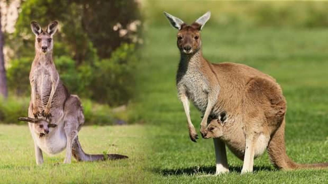 Kanguru eti helal mi, yenir mi? Kanguru etçil mi otçul mu? Hangi hayvanların etleri haram?