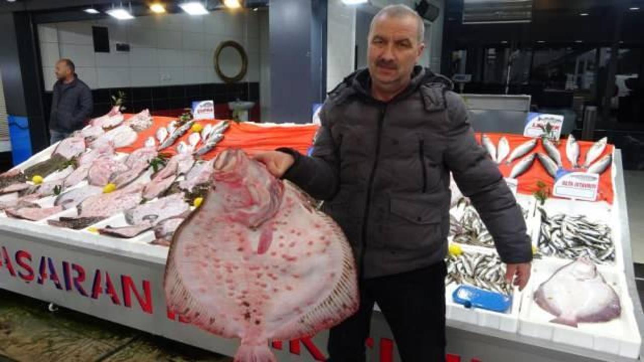 Karadeniz’de kalkan bolluğu: Kilosu 600 liradan satılıyor