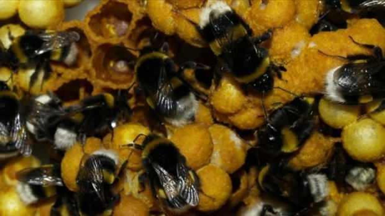 Ordu'da bombus arısı üretildi