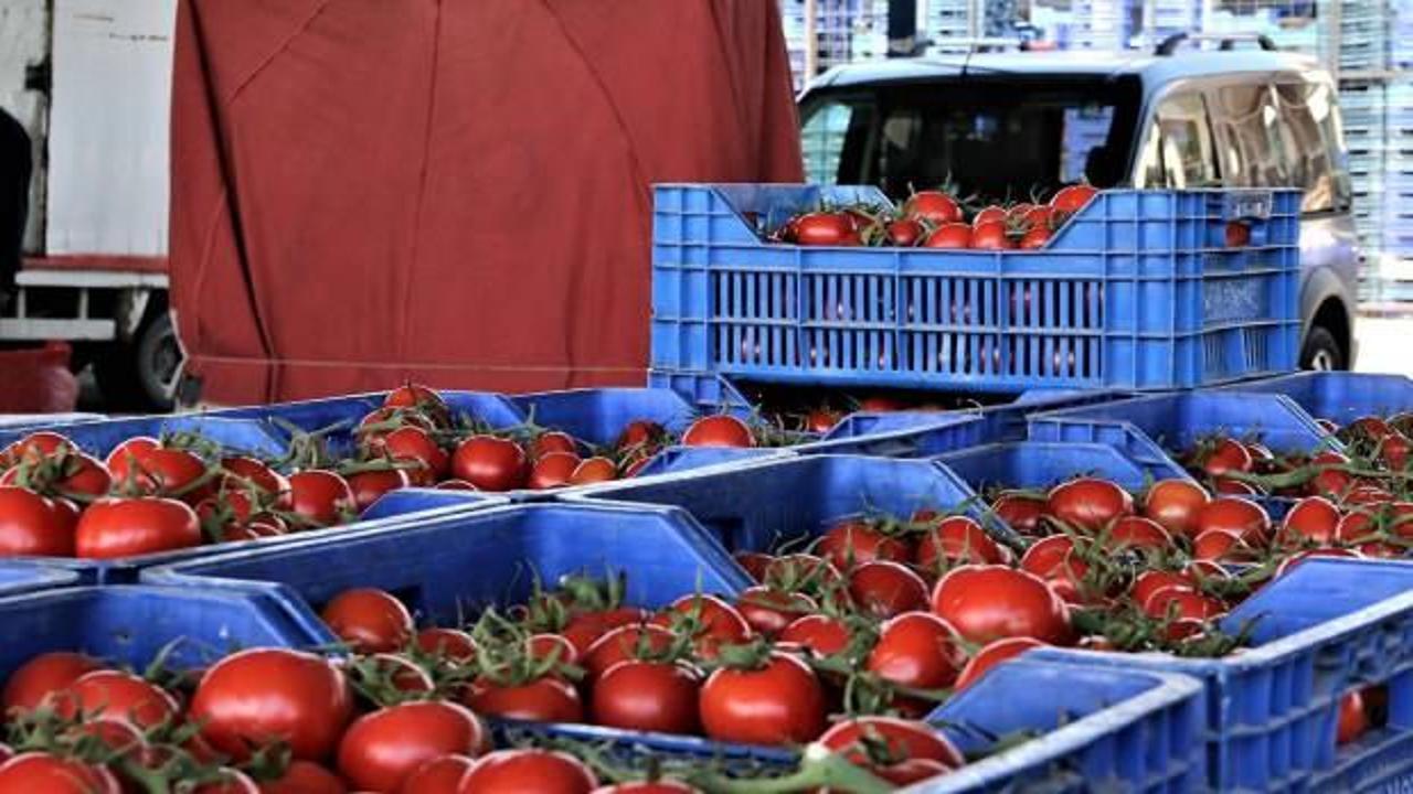 Ticaret Bakanlığı'ndan domateslerin çöpe dökülmesine ceza