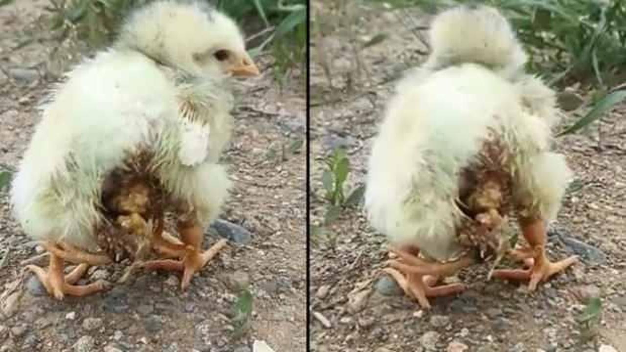 Elazığ'da dört bacaklı civciv görenleri hayrete düşürdü