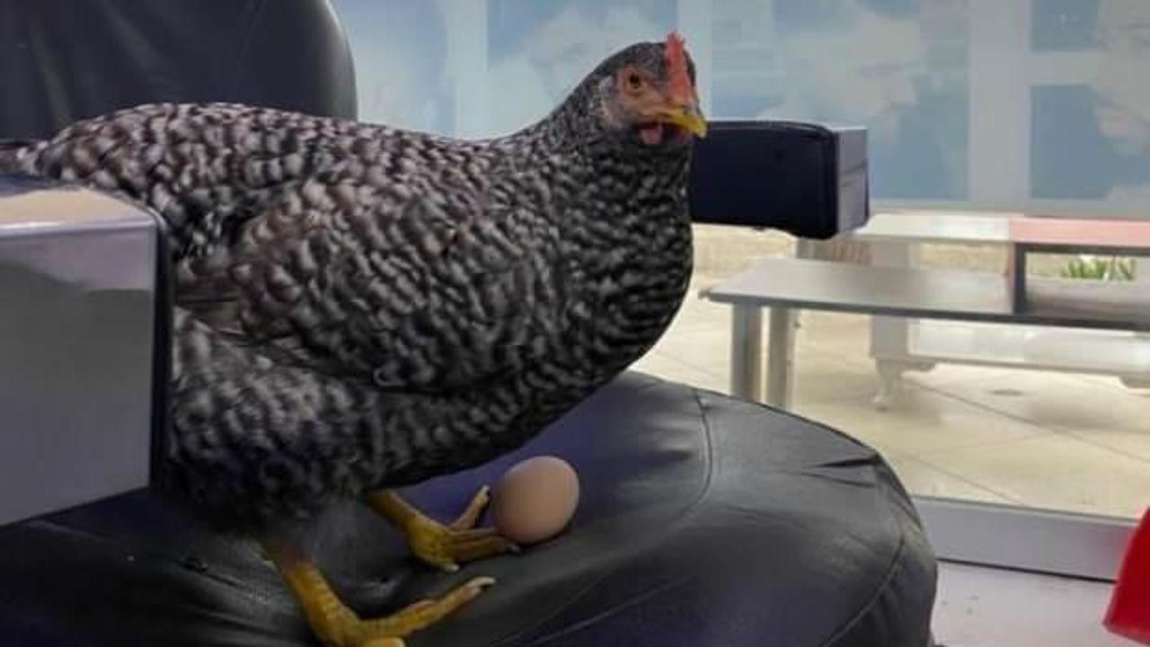 G&ouml;renler inanamıyor! Her g&uuml;n berbere gelip yumurtluyorlar