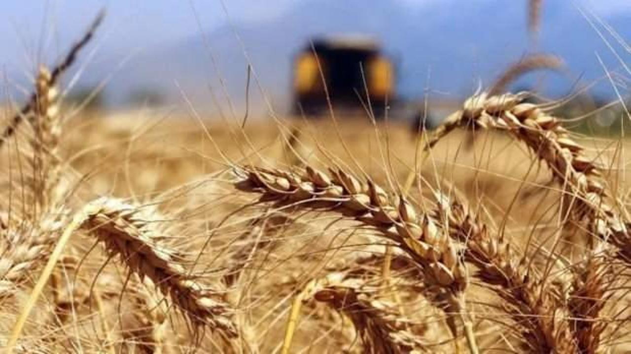 Buğdayda gümrük vergisi tekrar yüzde 130'a çıkıyor