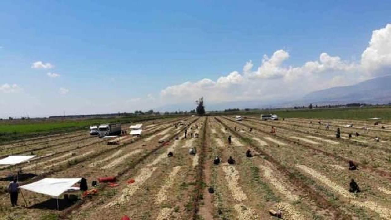Hatay'da hasat başladı: Soğan tarladan 9-10 liraya satılıyor