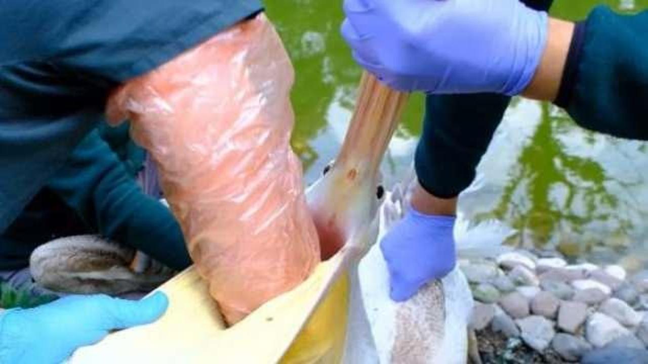 Pelikanın midesinden &ccedil;ıktı, ekipler şoke oldu