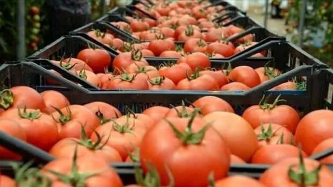 Rusya'ya domates ihracatında kota artırıldı