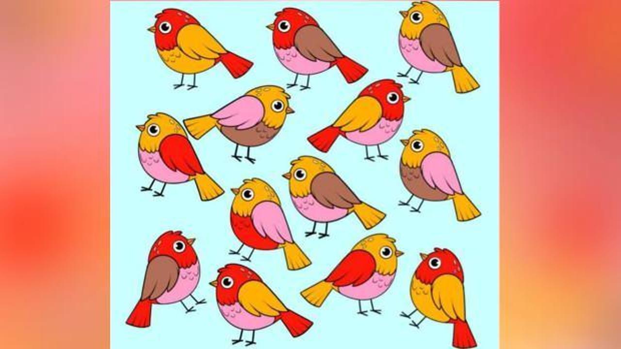 Sürünün içindeki farklı kuşu 17 saniyede bulmalısınız! Kafa karıştırıcı zeka testi sosyal medyaya damgasını vurdu