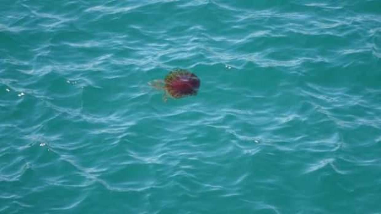 Çanakkale Boğazı'nda zehirli tehlike; pusula denizanası