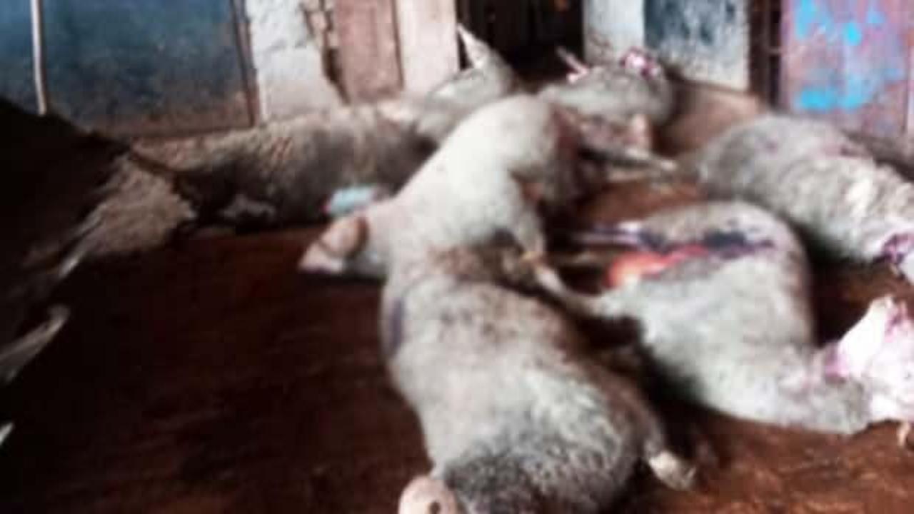 Denizli'de ağıla giren kurt s&uuml;r&uuml;s&uuml; dehşet sa&ccedil;tı: 10 koyun telef oldu