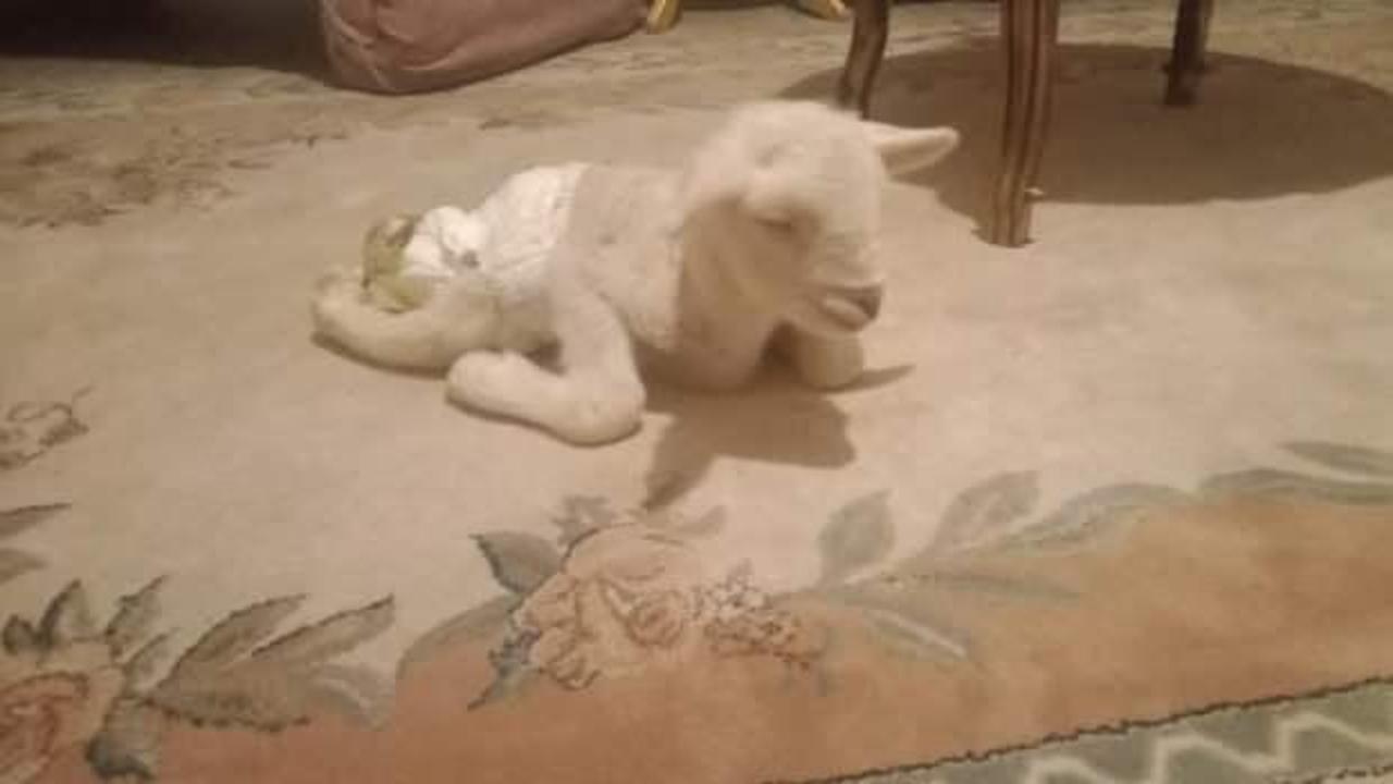 Ankara'da şaşırtan olay! Bacakları ters doğdu