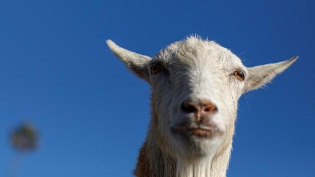 Yardım &ccedil;ığlığı ihbarına giden polisler, "&ccedil;ok &uuml;zg&uuml;n" bir ke&ccedil;iyle karşılaştı