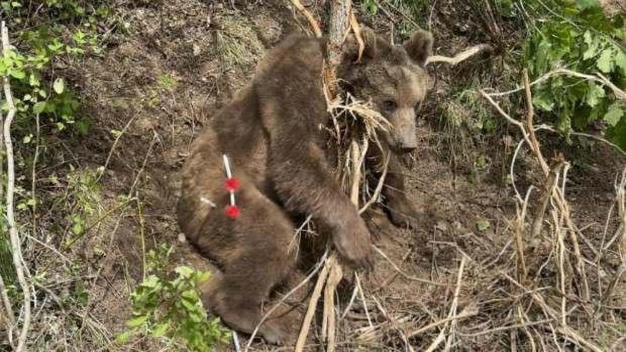 Trabzon'da boz ayı bu halde bulundu