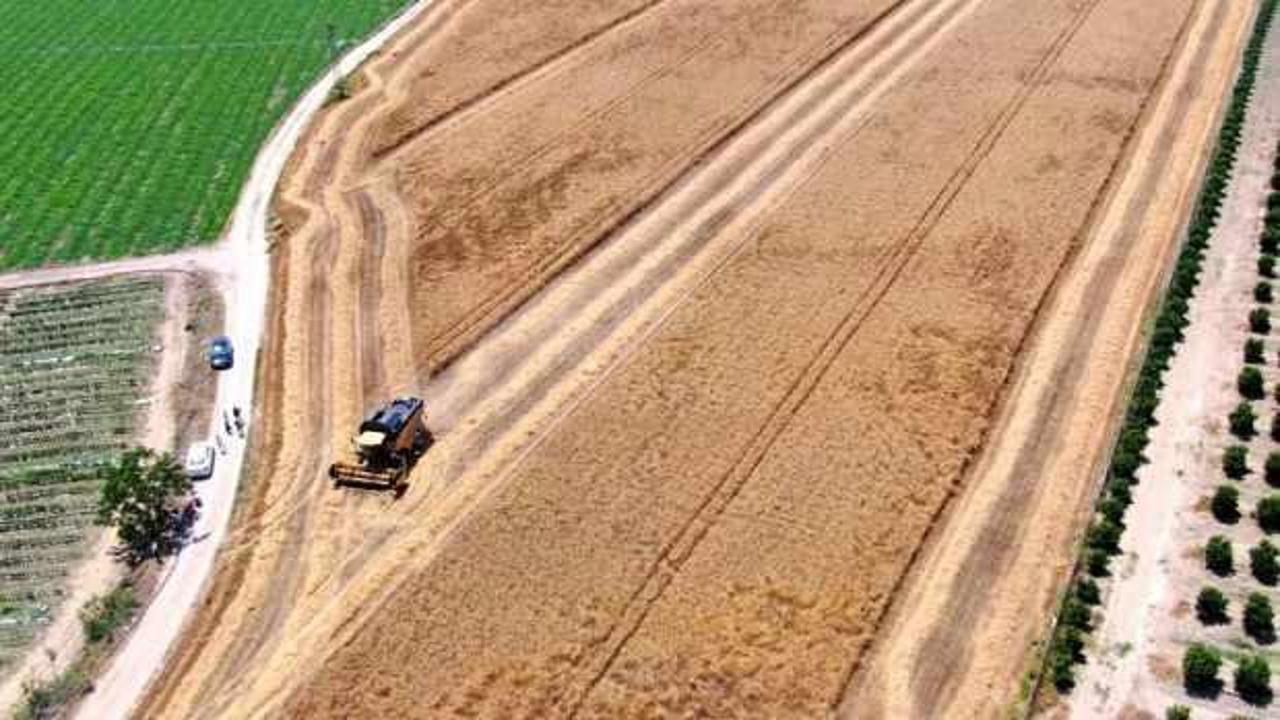 Türkiye’nin ilk buğday hasadı başladı! Rekoltede beklenti büyük