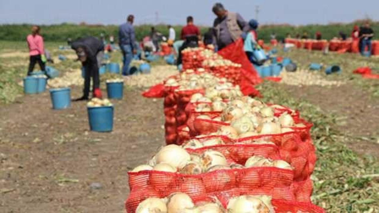 Adana'da hasat sürüyor: Soğanın fiyatı düştü