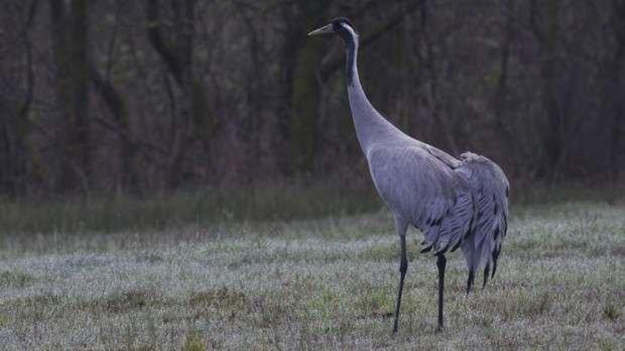 Erzincan'da g&ouml;r&uuml;nt&uuml;lendi! Nesli tehlike altında...