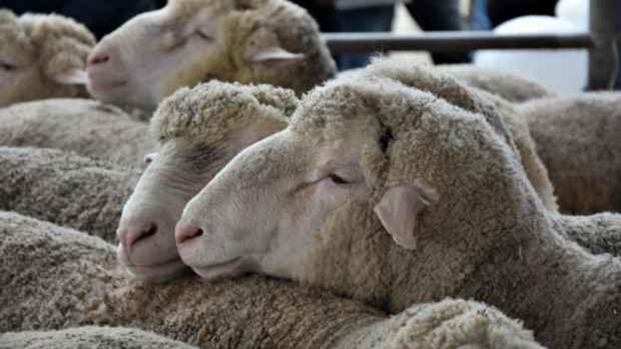 2023 yılı vekaletle kurban kesim bedelleri a&ccedil;ıklandı